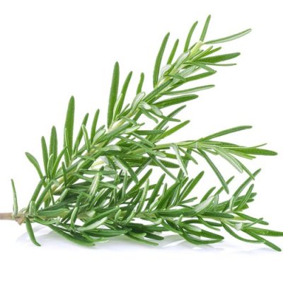 Rosemary-sprig-7d96e10